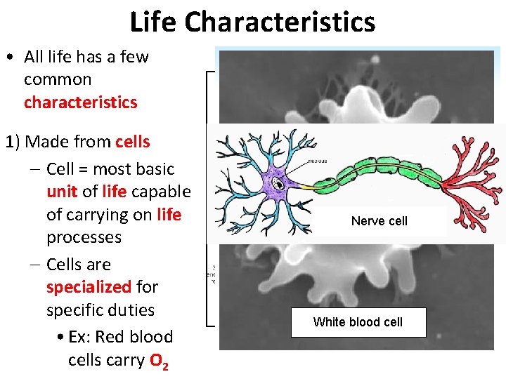 Life Characteristics • All life has a few common characteristics 1) Made from cells
