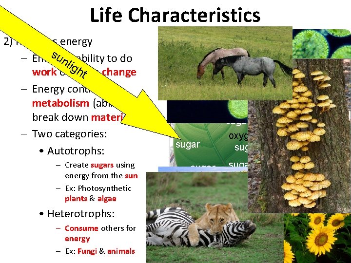 Life Characteristics 2) Requires energy su = ability to do – Energy nli gh