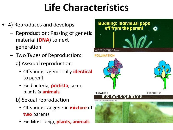 Life Characteristics • 4) Reproduces and develops – Reproduction: Passing of genetic material (DNA)