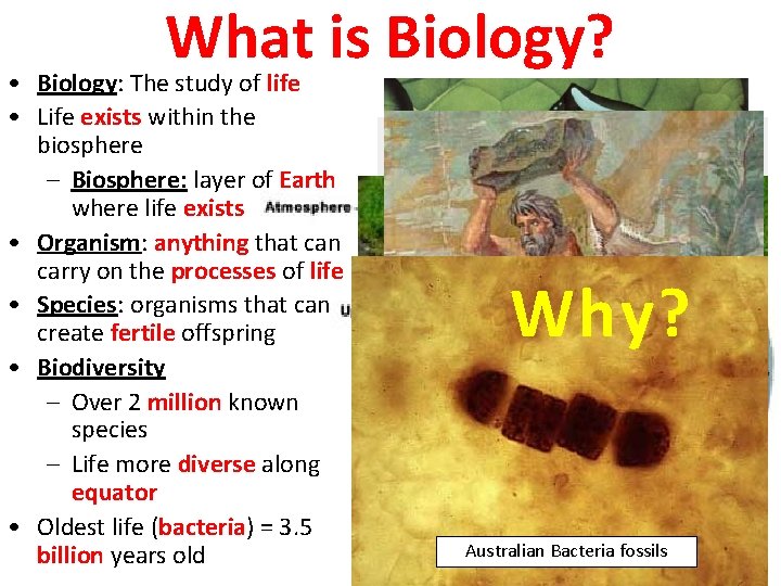 What is Biology? • Biology: The study of life • Life exists within the