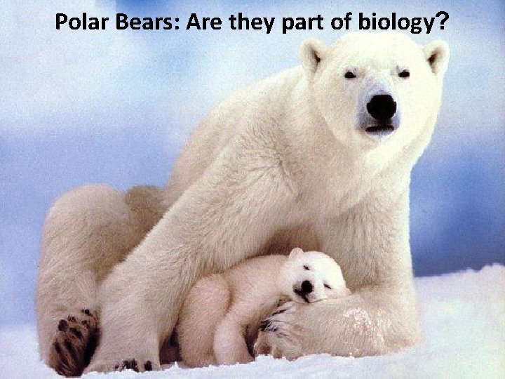 Polar Bears: Are they part of biology? 