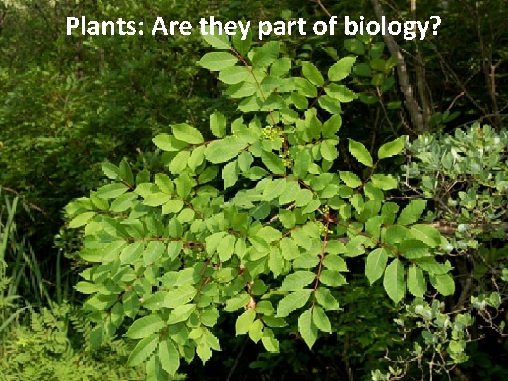 Plants: Are they part of biology? 