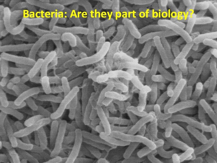 Bacteria: Are they part of biology? 