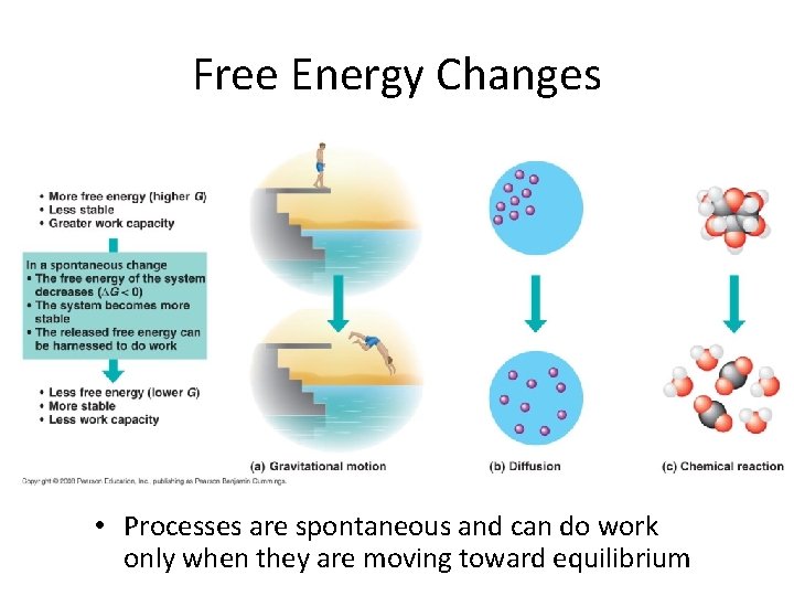 Free Energy Changes • Processes are spontaneous and can do work only when they