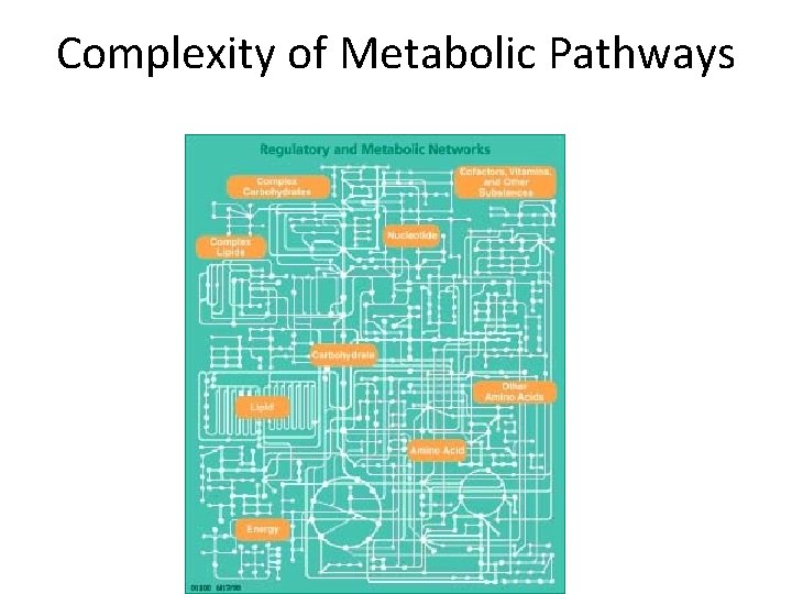 Complexity of Metabolic Pathways 