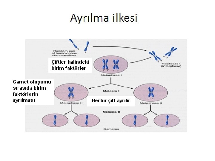 Ayrılma ilkesi 