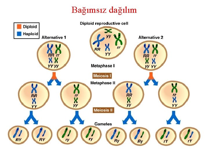 Bağımsız dağılım 