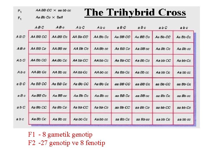F 1 - 8 gametik genotip F 2 -27 genotip ve 8 fenotip 