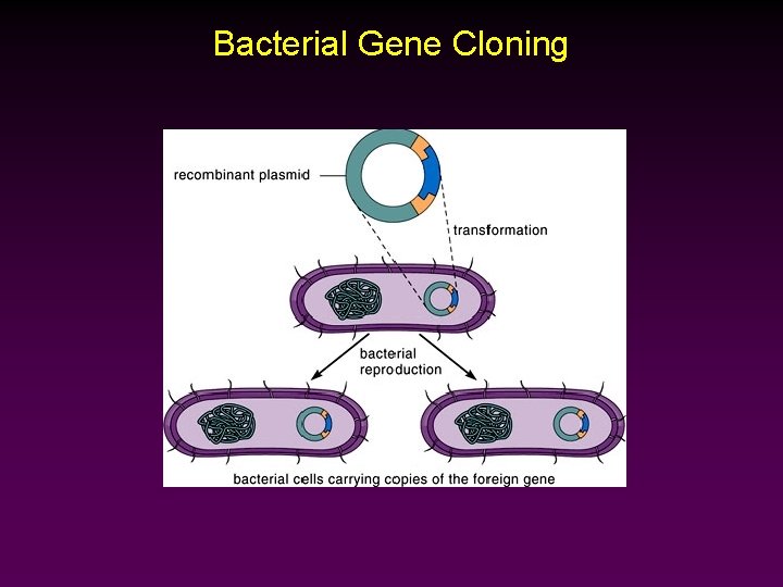 Bacterial Gene Cloning 