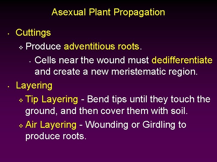 Asexual Plant Propagation • • Cuttings v Produce adventitious roots. - Cells near the