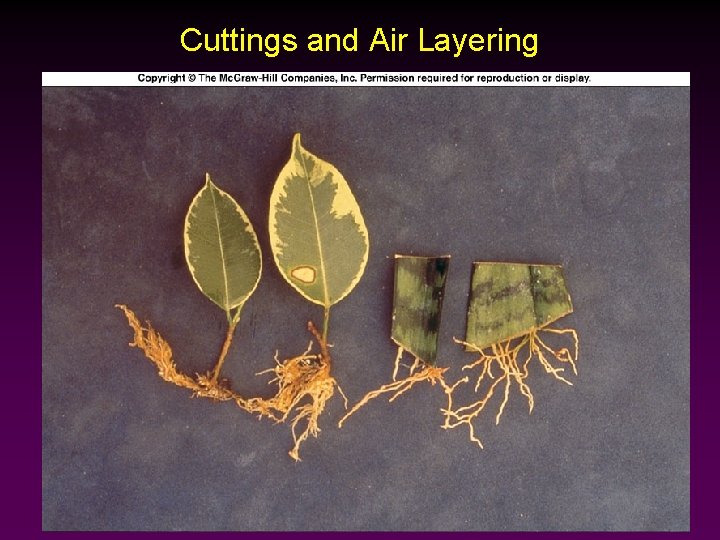 Cuttings and Air Layering 