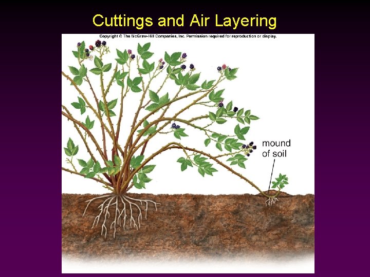 Cuttings and Air Layering 