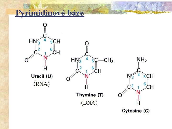 Pyrimidinové báze (RNA) (DNA) 