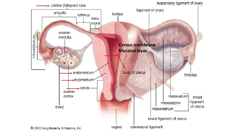 Cereus membrane Mucosal layer 