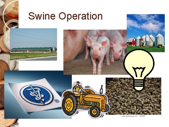 Swine Operation 