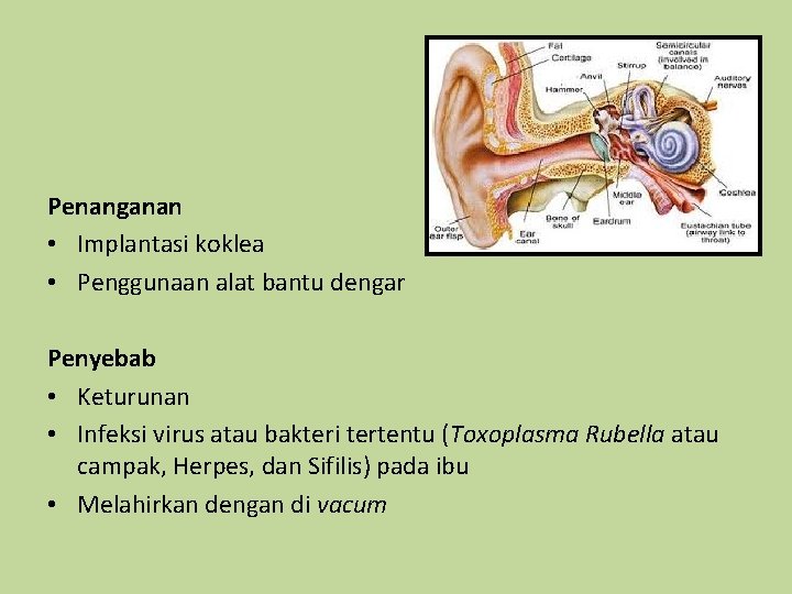 Penanganan • Implantasi koklea • Penggunaan alat bantu dengar Penyebab • Keturunan • Infeksi