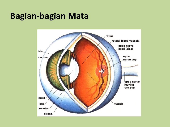 Bagian-bagian Mata 