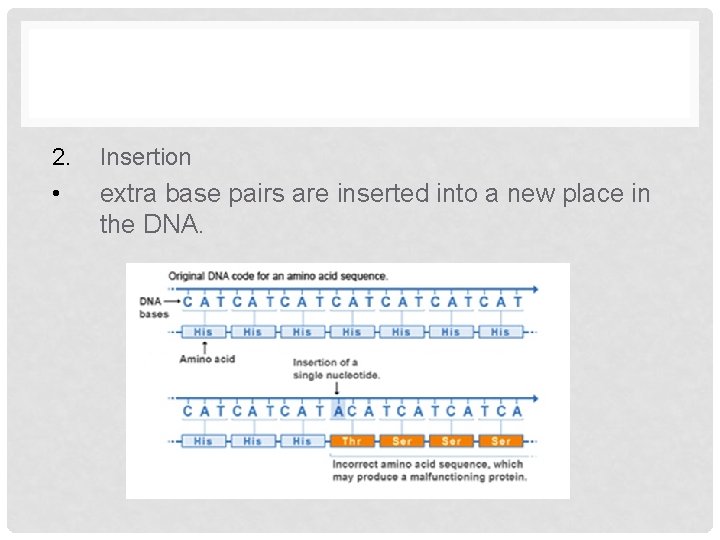 2. Insertion • extra base pairs are inserted into a new place in the