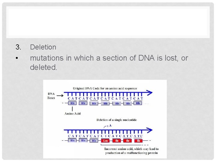 3. Deletion • mutations in which a section of DNA is lost, or deleted.