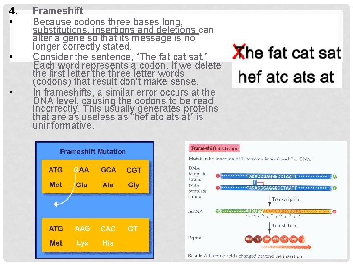 4. • • • Frameshift Because codons three bases long, substitutions, insertions and deletions