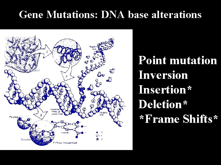 Gene Mutations: DNA base alterations Point mutation Inversion Insertion* Deletion* *Frame Shifts* 