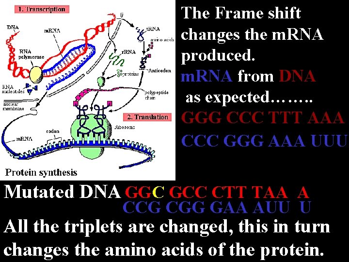 The Frame shift changes the m. RNA produced. m. RNA from DNA as expected…….