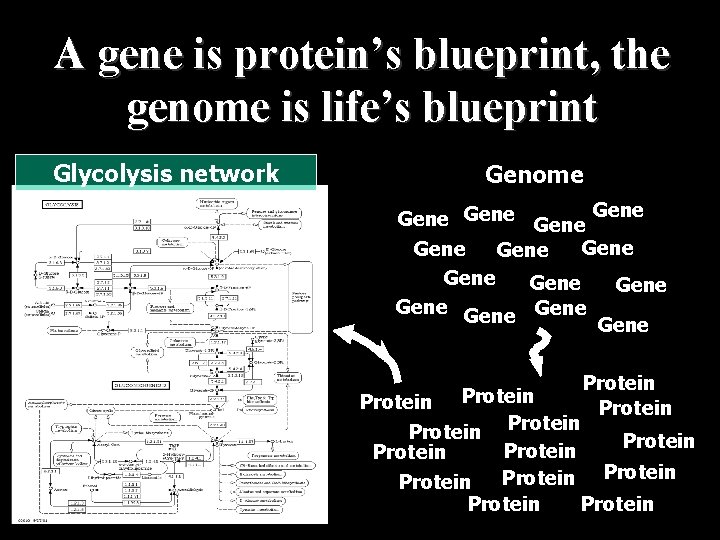 A gene is protein’s blueprint, the genome is life’s blueprint Glycolysis network Genome Gene