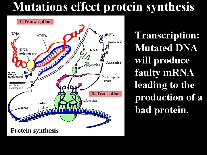 Mutations effect protein synthesis Transcription: Mutated DNA will produce faulty m. RNA leading to