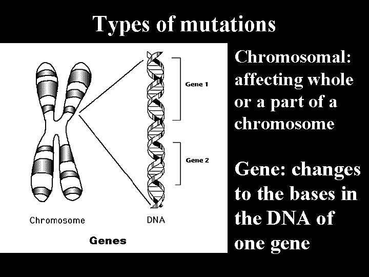 Types of mutations Chromosomal: affecting whole or a part of a chromosome Gene: changes
