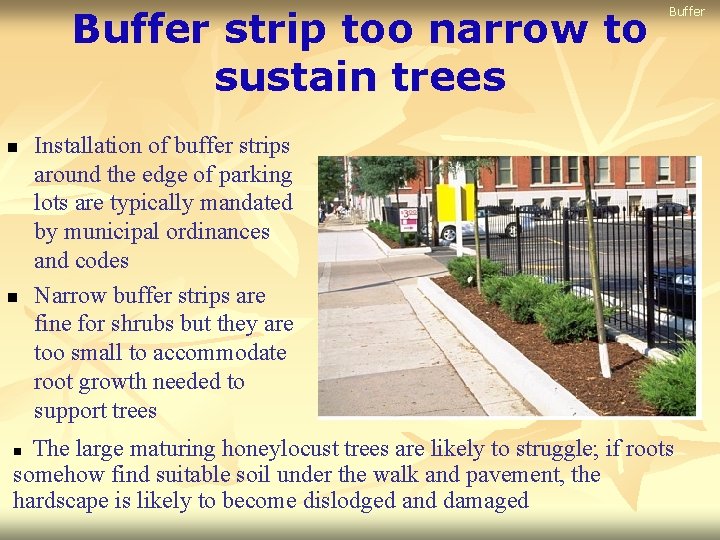 Buffer strip too narrow to sustain trees n n Buffer Installation of buffer strips