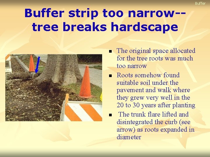 Buffer strip too narrow-tree breaks hardscape n n n The original space allocated for