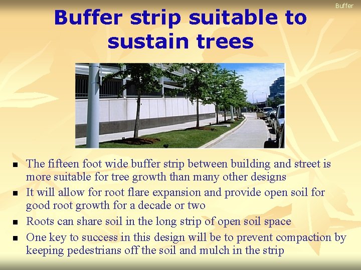 Buffer strip suitable to sustain trees n n Buffer The fifteen foot wide buffer