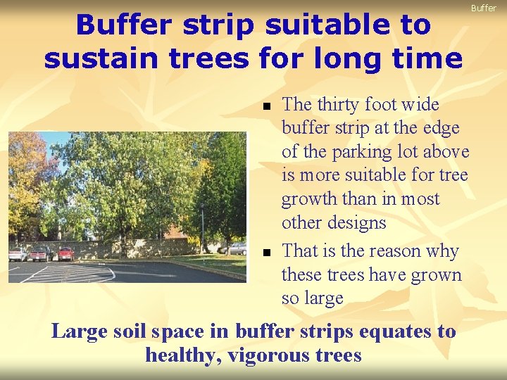 Buffer strip suitable to sustain trees for long time n n The thirty foot