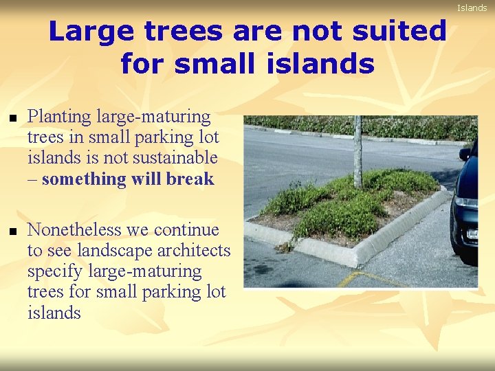 Islands Large trees are not suited for small islands n n Planting large-maturing trees