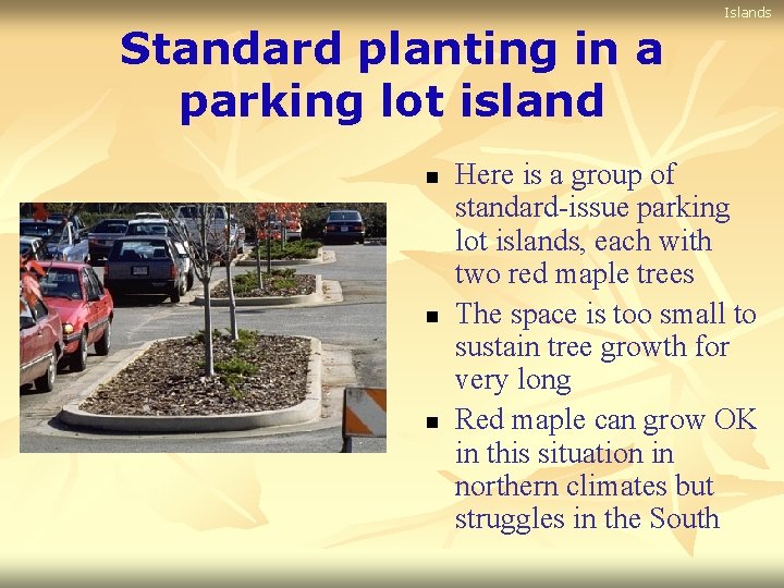 Islands Standard planting in a parking lot island n n n Here is a