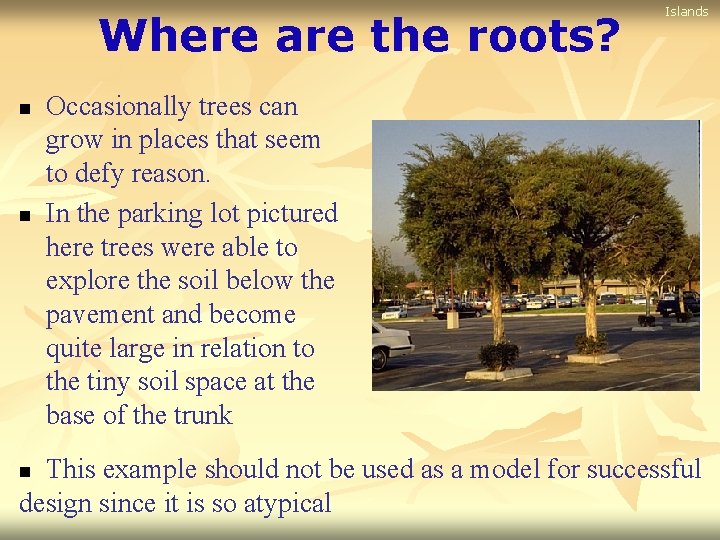 Where are the roots? n n Islands Occasionally trees can grow in places that