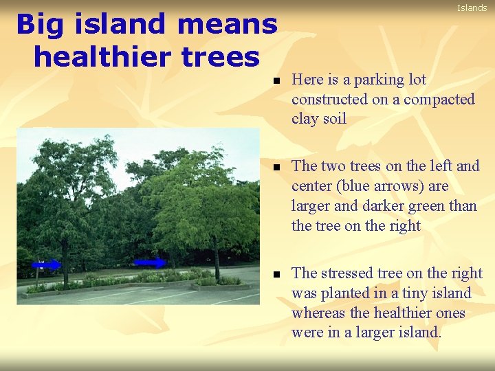 Big island means healthier trees n n n Islands Here is a parking lot