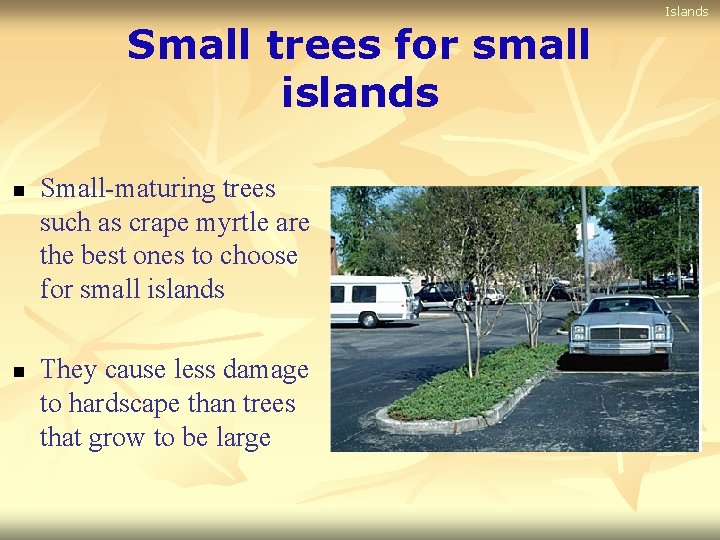 Islands Small trees for small islands n n Small-maturing trees such as crape myrtle