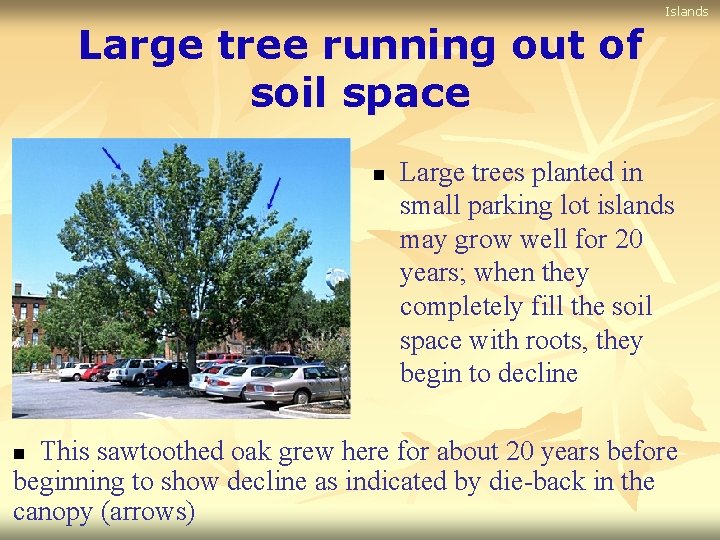 Islands Large tree running out of soil space n Large trees planted in small