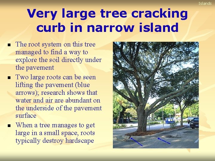 Islands Very large tree cracking curb in narrow island n n n The root