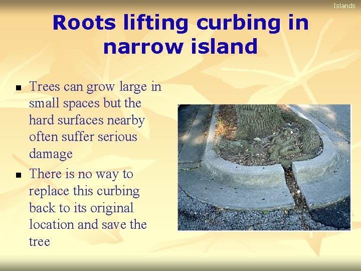 Islands Roots lifting curbing in narrow island n n Trees can grow large in