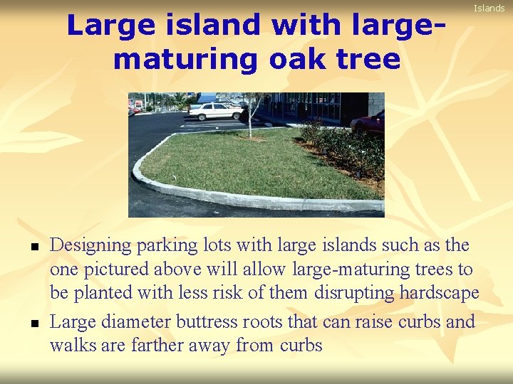 Large island with largematuring oak tree n n Islands Designing parking lots with large