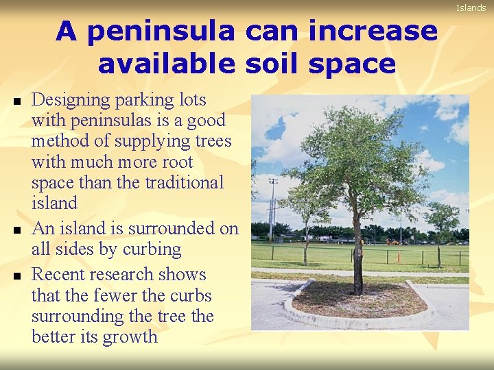 Islands A peninsula can increase available soil space n n n Designing parking lots