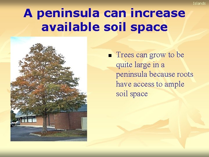 Islands A peninsula can increase available soil space n Trees can grow to be