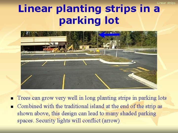 Linear strips Linear planting strips in a parking lot n n Trees can grow