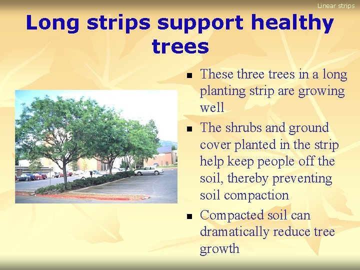 Linear strips Long strips support healthy trees n n n These three trees in