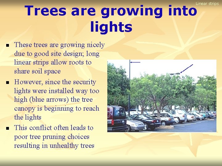 Linear strips Trees are growing into lights n n n These trees are growing