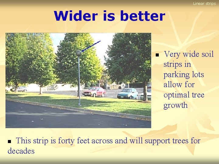 Linear strips Wider is better n Very wide soil strips in parking lots allow