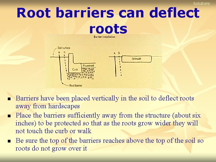 Solutions Root barriers can deflect roots n n n Barriers have been placed vertically