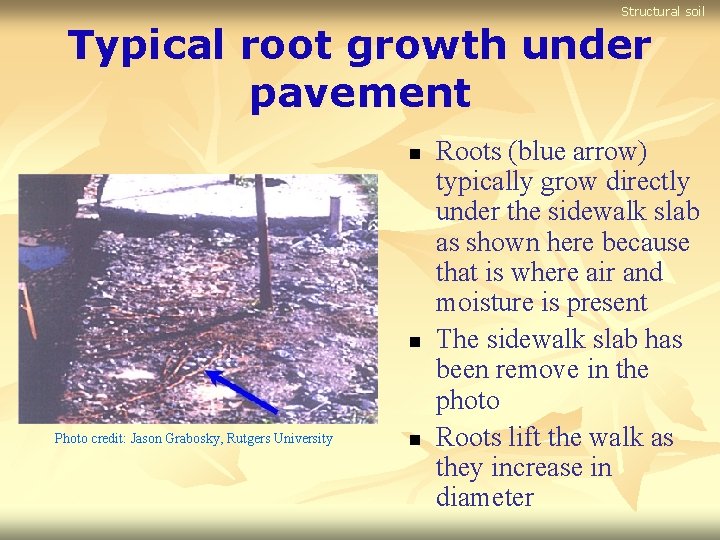 Structural soil Typical root growth under pavement n n Photo credit: Jason Grabosky, Rutgers